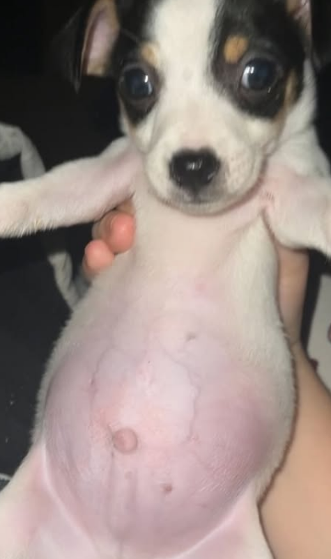 Puppies